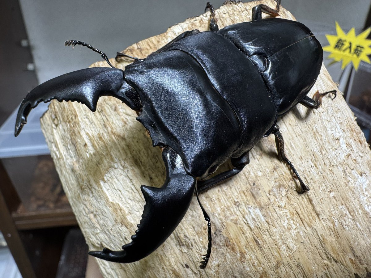 爬虫両生類 昆虫ショップD.N.A_昆虫垢 on X