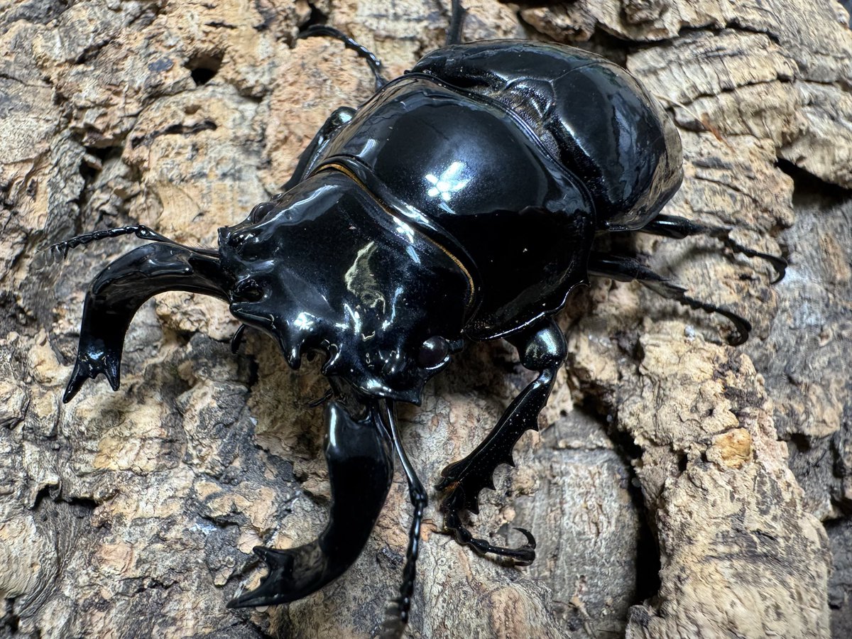 爬虫両生類 昆虫ショップD.N.A_昆虫垢 on X