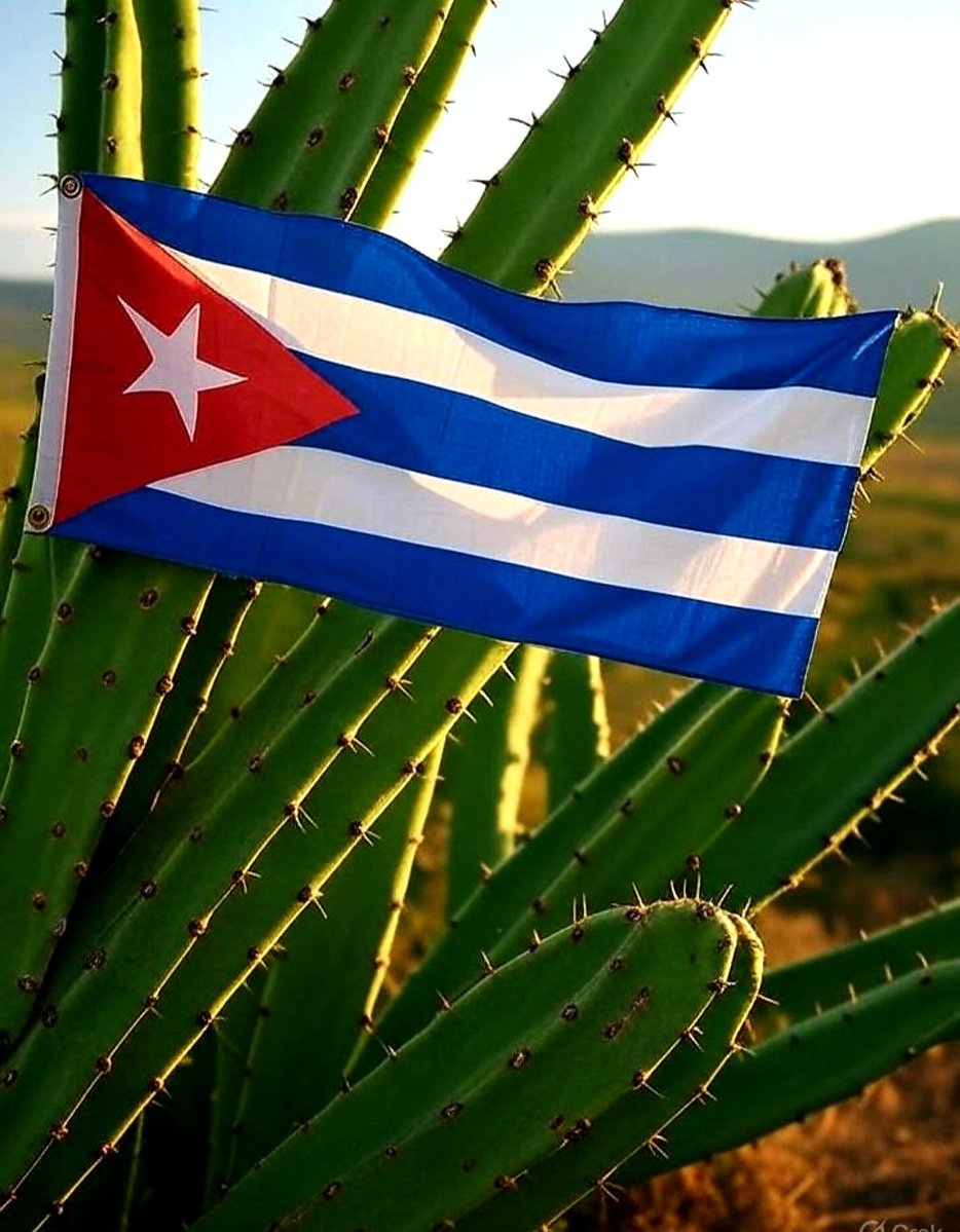 100_fidelista's tweet image. Brillando hasta en espinas #CubaEstáFirme #DeZurdaTeam