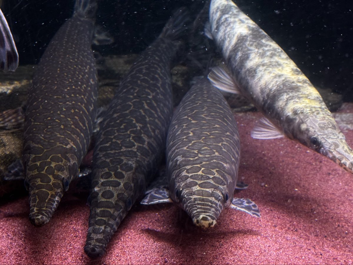 AncientHao's tweet image. Spotted gars ft. marbled Florida gar