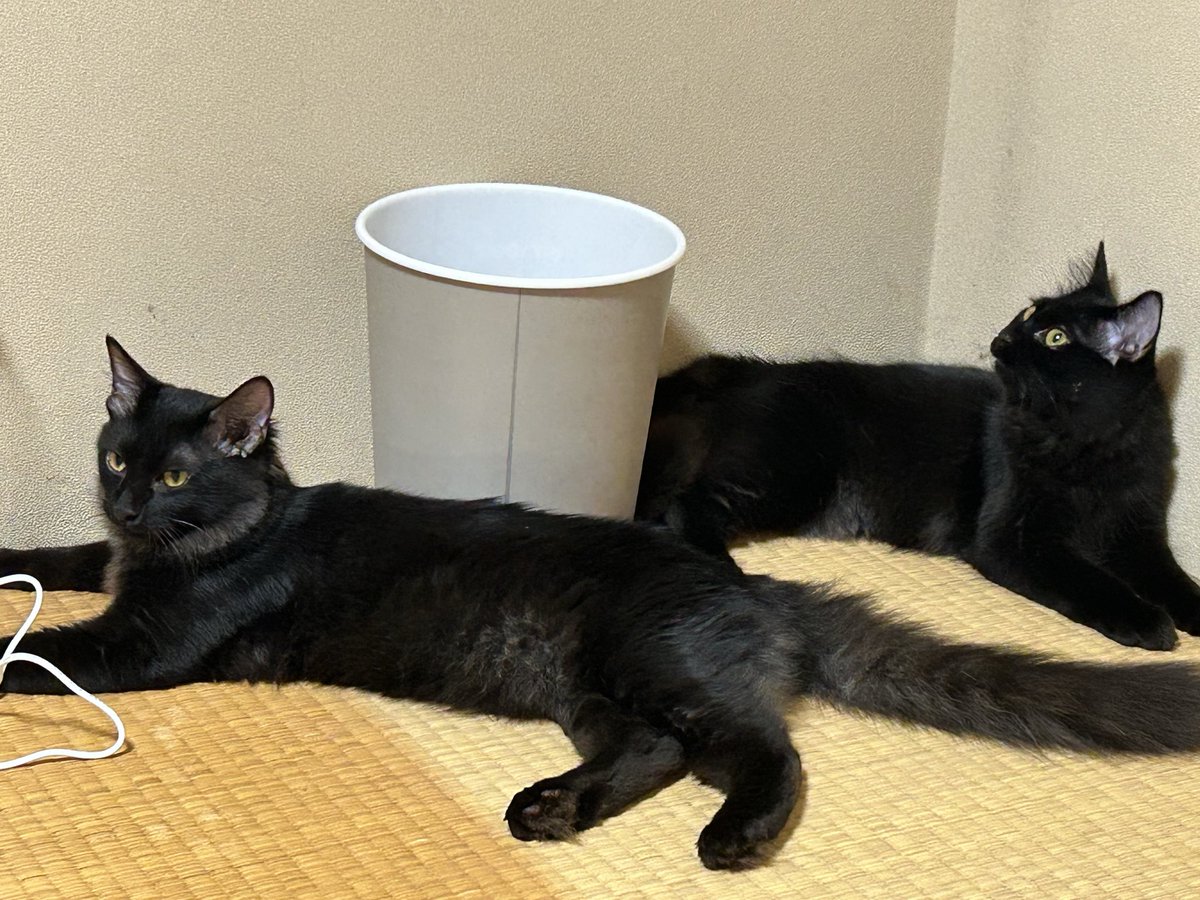 soyokaze0800's tweet image. 2頭お迎えした