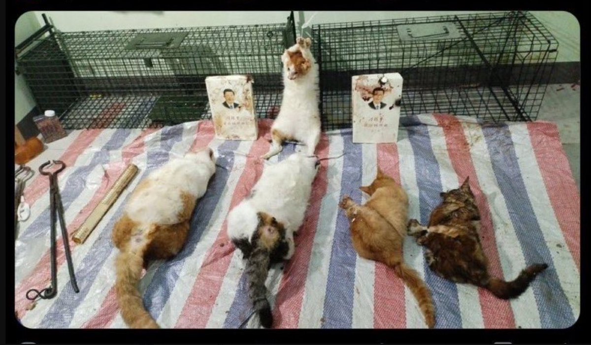 bapak7189's tweet image. Raising Psychopaths, for The CCP! Brought to you by 
Xi Jin Ping’s Governance. 

They are a nation of proud brainwashed psychopaths. @PhaedraXTeddy @Windd767657O @ElenaHaskins