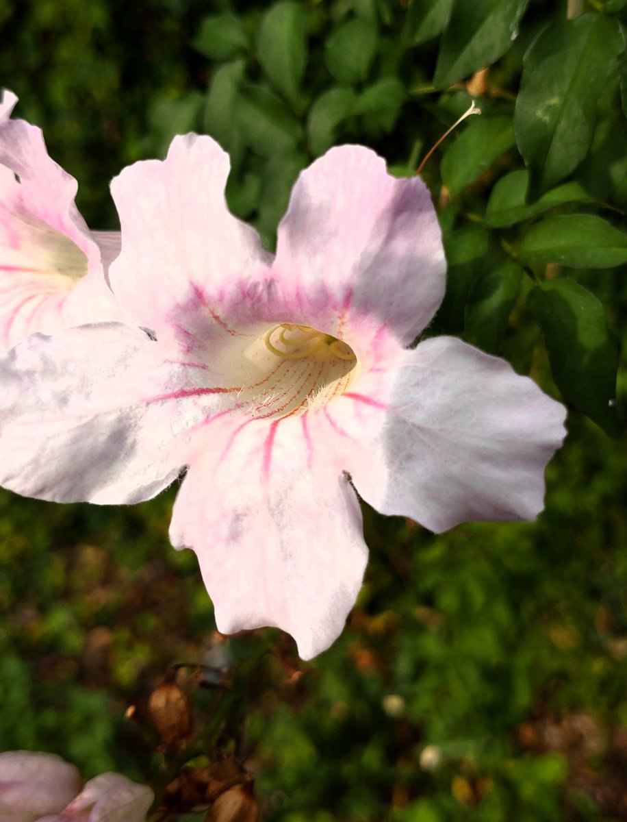 Lovely flower, gifted by my Japanese friend -