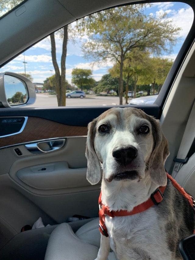 After three months being sober, I decided to treat myself with a gift. I went to the shelter and adopted this cute beagle. His nane is Nikko 😊. Three months alcohol free baby ❤️