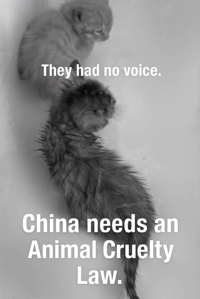 SARASA432691's tweet image. 🐾 Together, we can stop cruelty.  
China still has no law against animal abuse.  
It’s time for change.  

#China #StopAnimalAbuse #AnimalRights

In China, thousands of cats are tortured and killed every year.  
There is still no law to protect them.  
We need an Animal Cruelty…