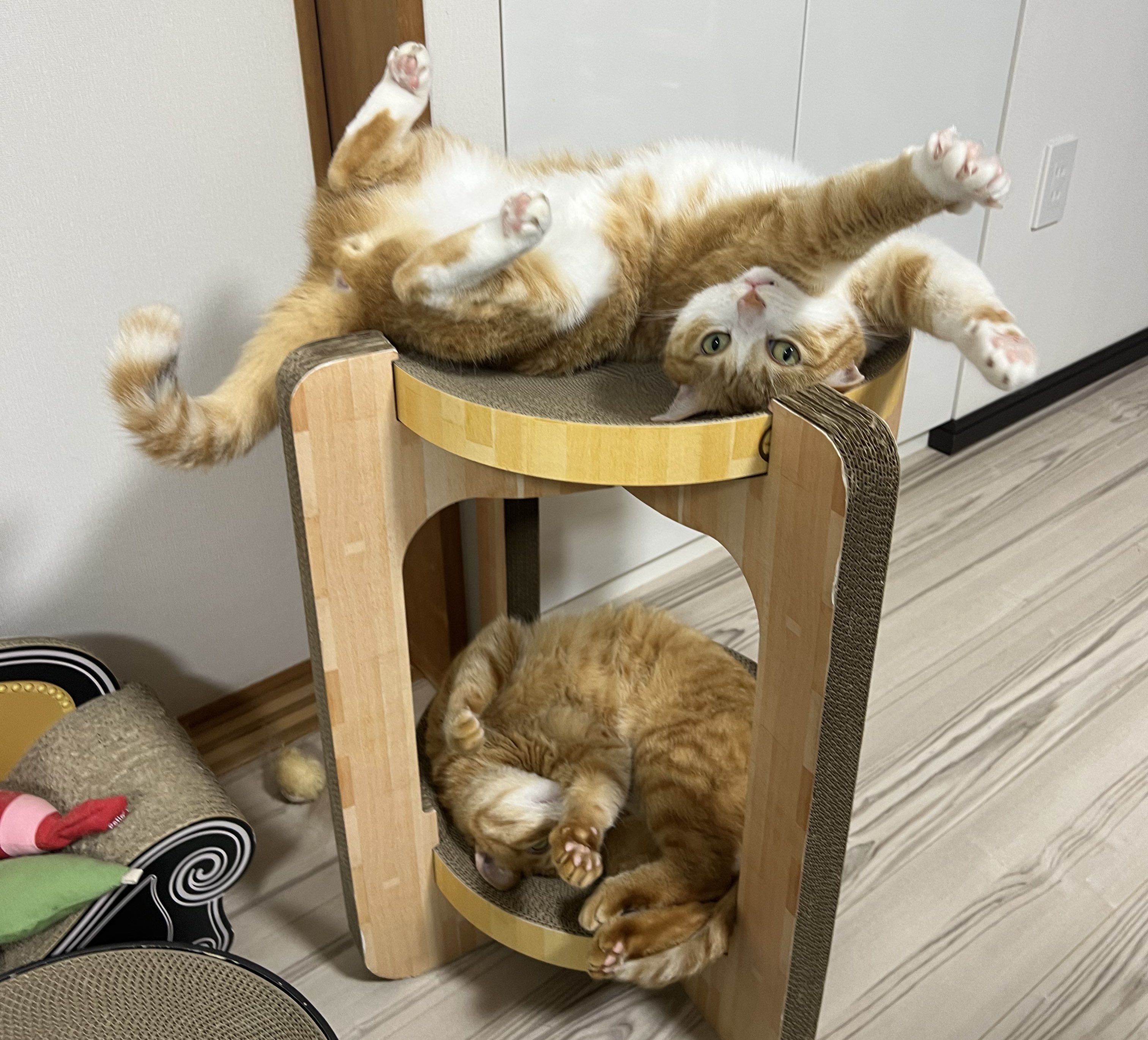 SUH@プロフ読お願いしますページ 三好 (@miyoshiiii) / X