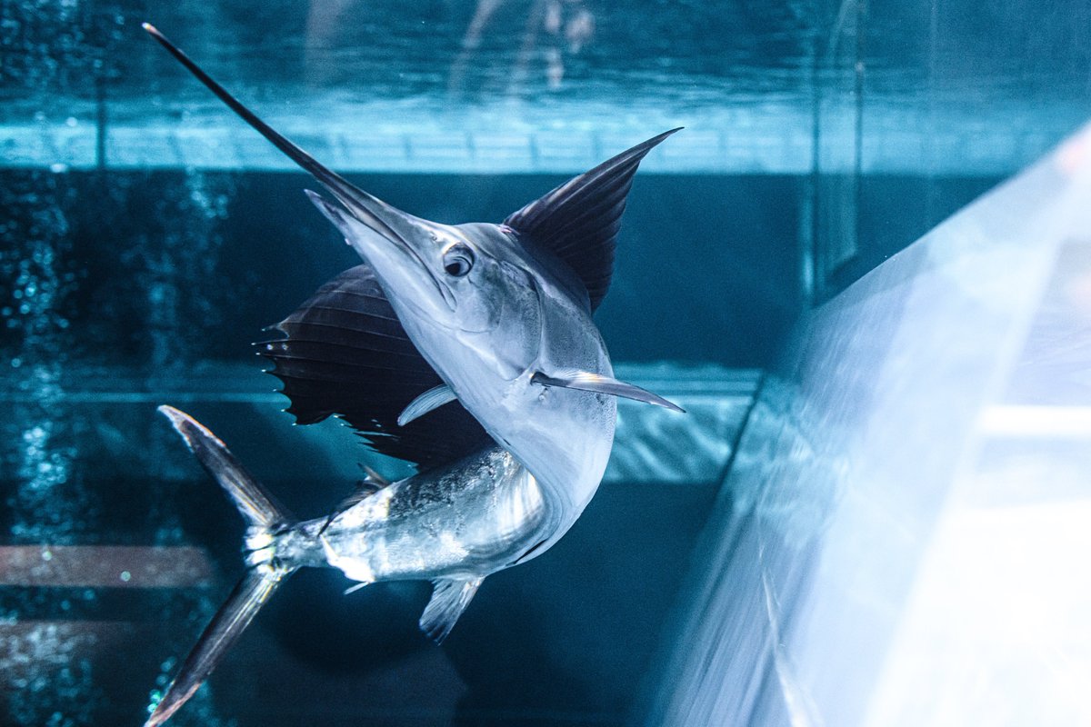 バショウカジキを見てきました とてもかっこいい