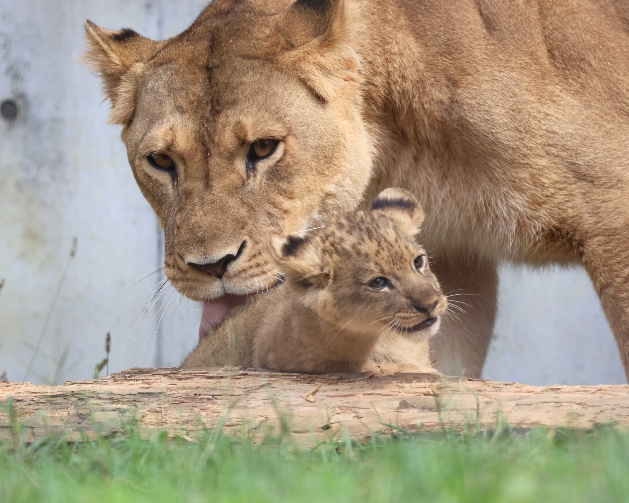 ライオン親子 ライオンの親子 (広島市安佐動物公園) / Lion parents and cubs