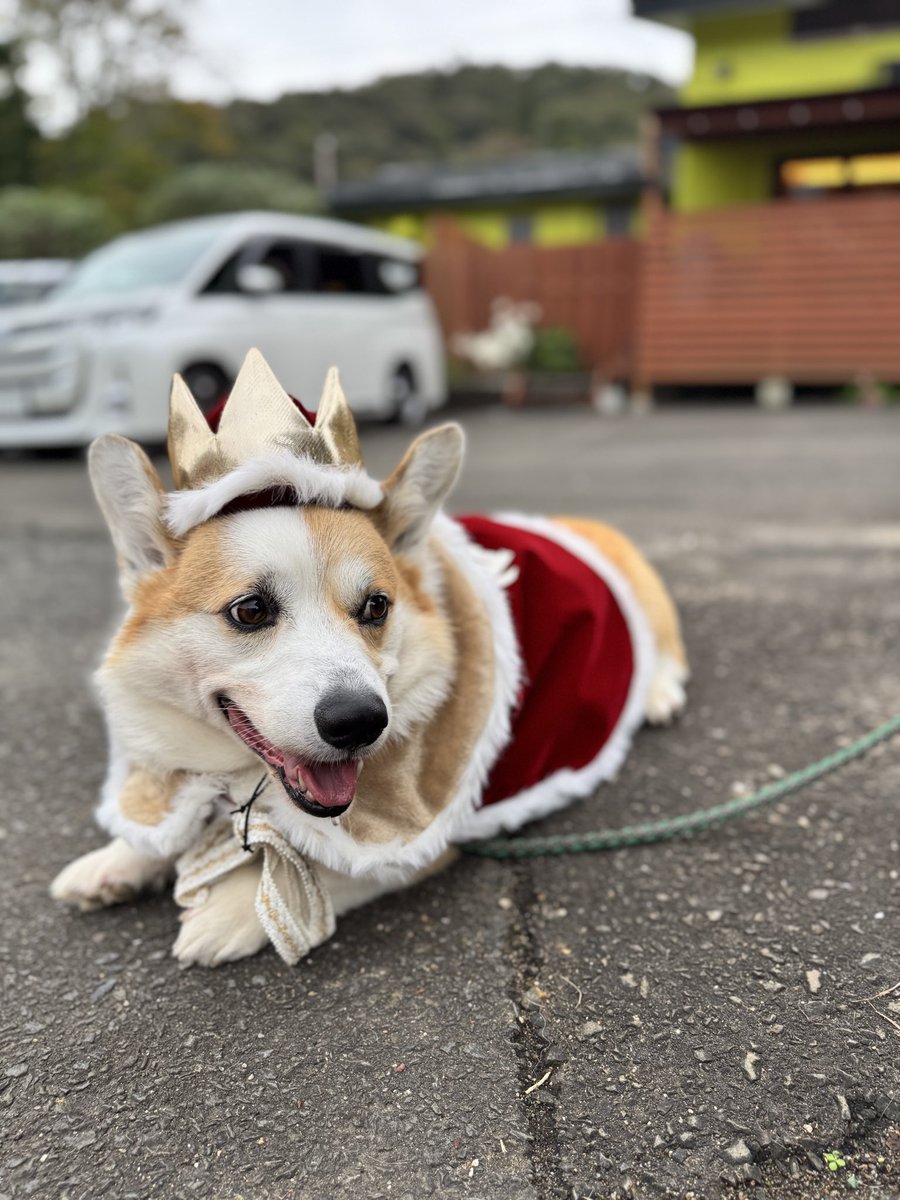 いっぬ VINTAGE 】70's 80's レトロ 昭和レトロ ぬいぐるみ ファースト社製 犬