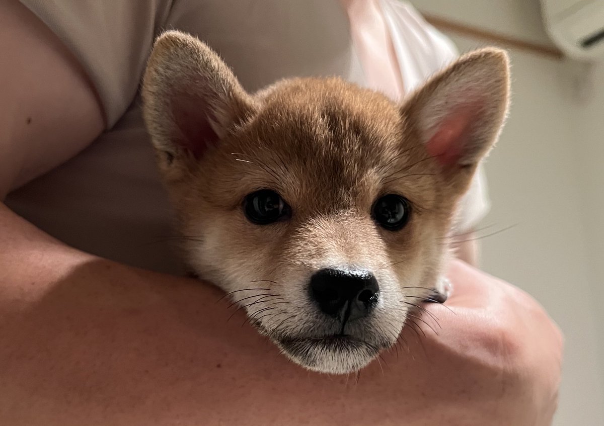 コッペパン🥖

 #みんなのパピパピ姿見せて