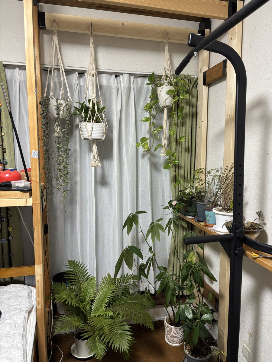 植物棚新設🪴✨
シダは新入り、かわいい。