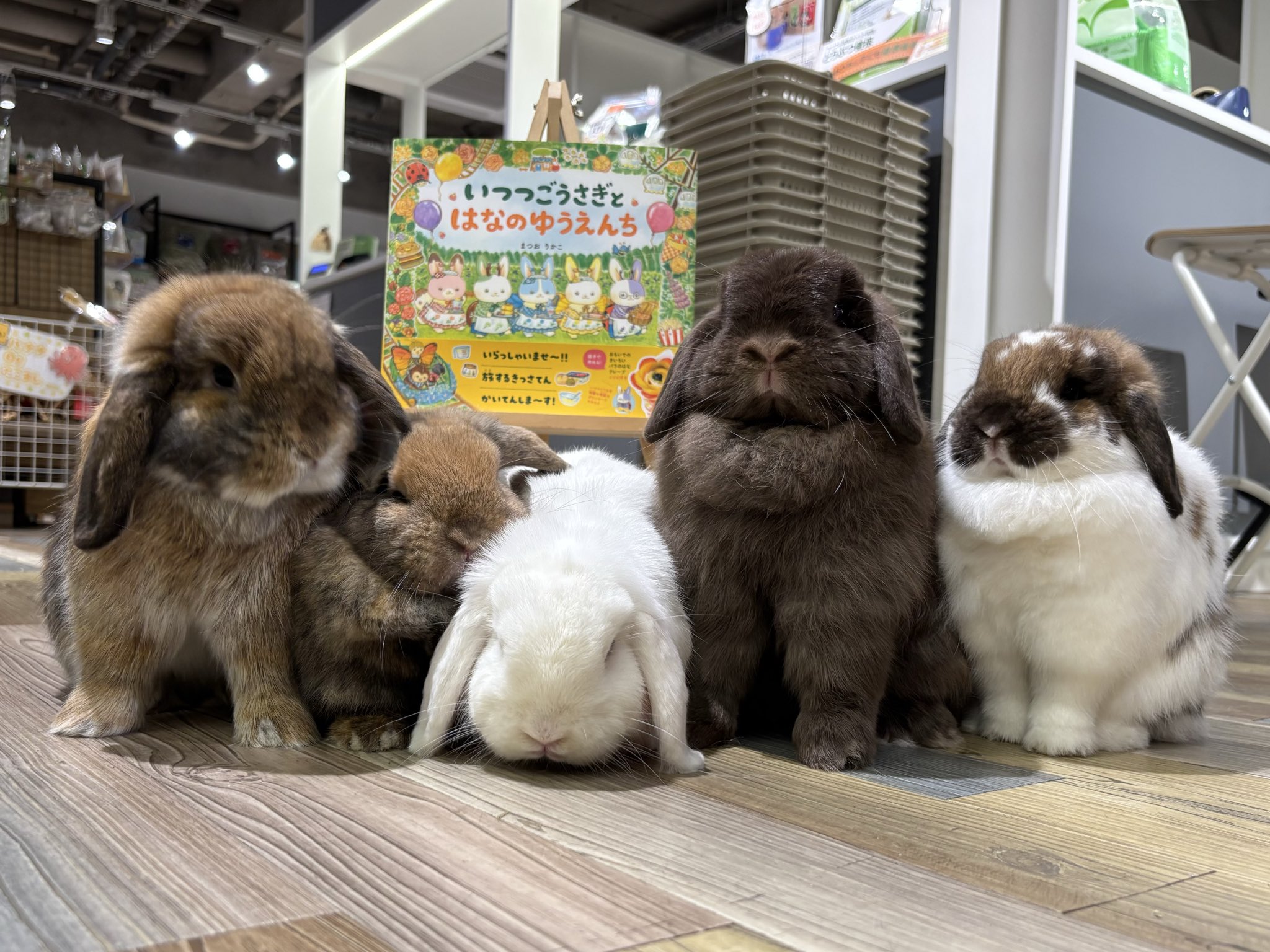 うさぎのしっぽ横浜店 on X: 