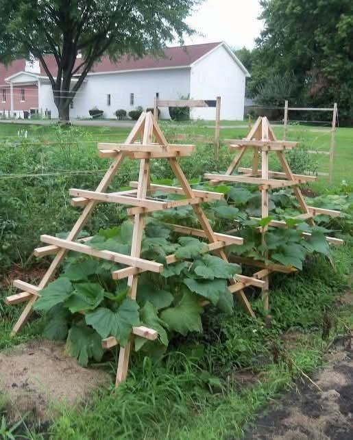 AGRONOMME 🇷🇼 (@agronomme_) on Twitter photo Built these wooden pyramid trellises to help my squash and cucumbers grow upward instead of sprawling everywhere! Built these wooden pyramid trellises to help my squash and cucumbers grow upward instead of sprawling everywhere!