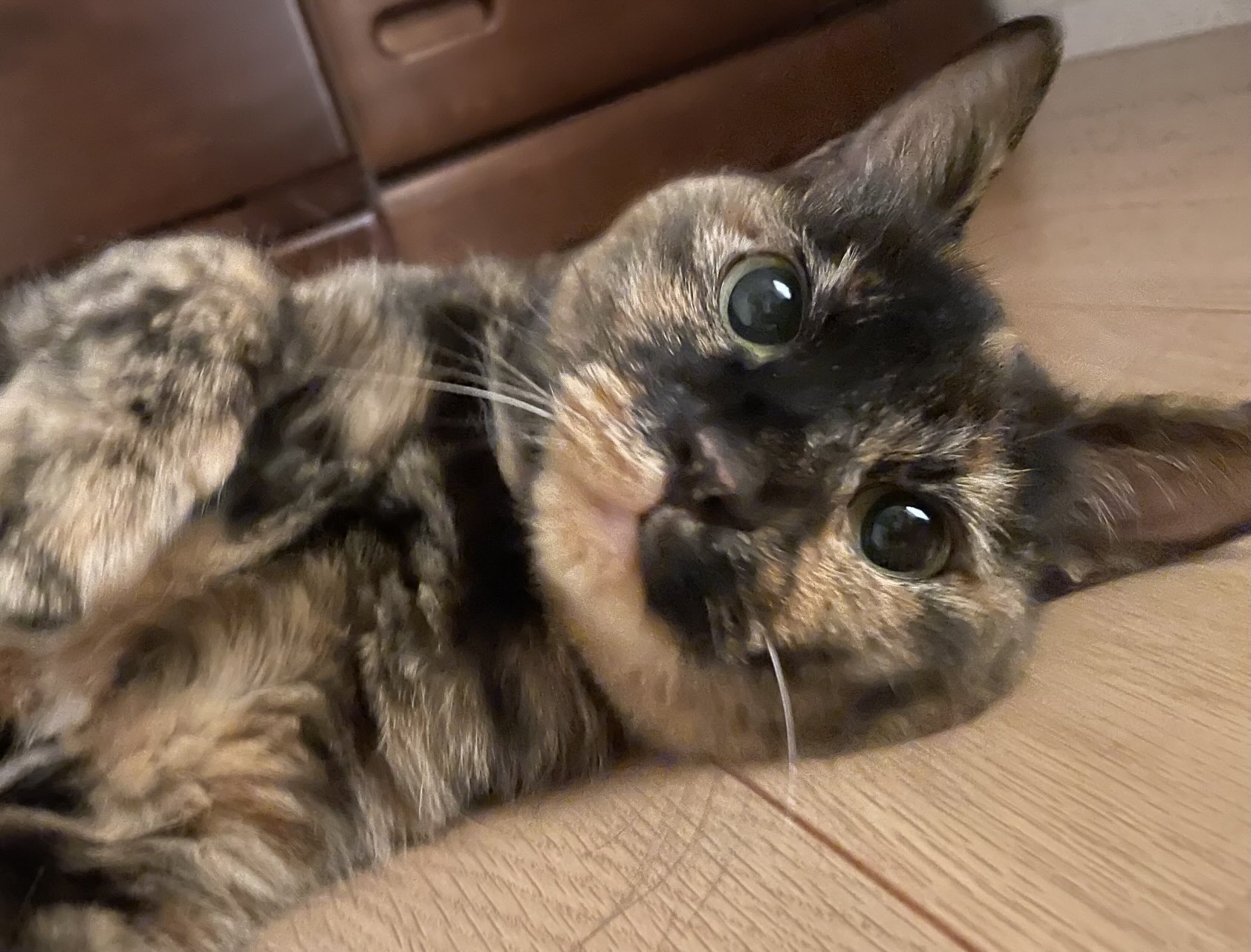 いっちゃん on X: 