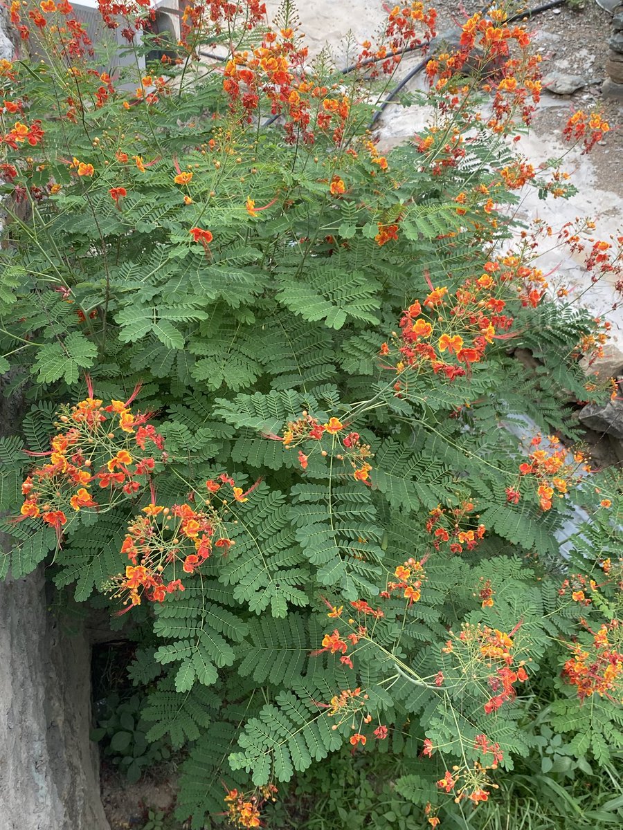 جمال الطبيعة في بلاد #بلغازي