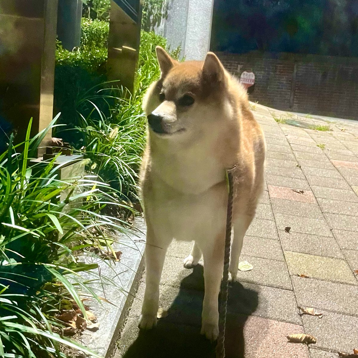 저녁 개 산책 중 또 캣맘을 만나버렸다. 애기(?)들이 우리 개를 무서워해 도망갈 수 있으니 우회를 부탁한다고.
그나마 연신 죄송하다는 표현을 해, 돌아가 줬다. 남은 주말 저녁을 망치고 싶지도 않고, 대화가 통할 것 같지도 않고…