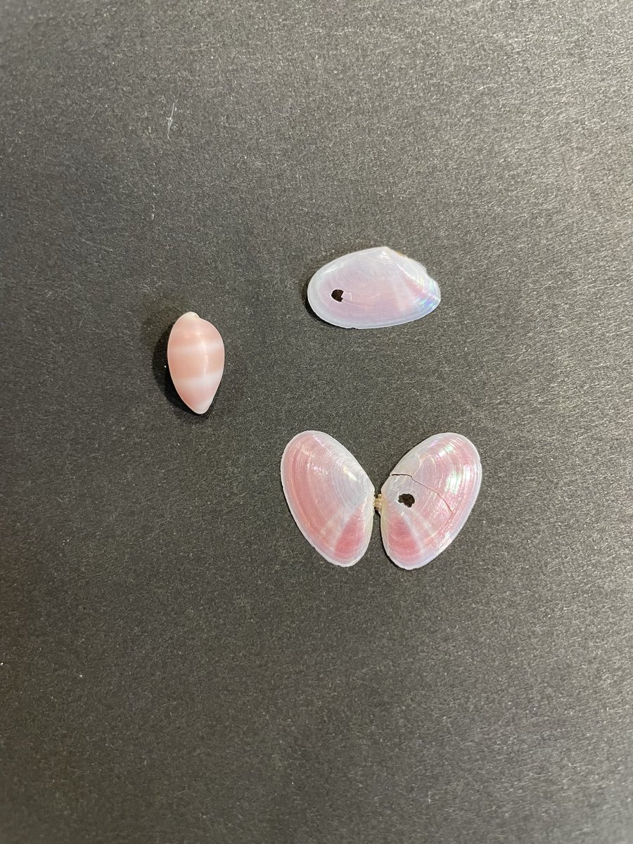 今日は子供たちを連れて御前崎へ
すでにたくさんの人がいたのでレアモノは期待してませんでしたが、なんとﾔｸｼﾏFD小がスルーされていた！
ｼﾛｵﾋﾞｺﾀﾞﾏｳｻｷﾞとｻｸﾗｶﾞｲも初ゲット