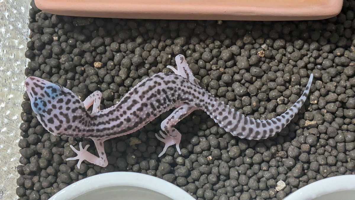 息子、ニホントカゲ１年買うことできたので、色々見に行こう、買うのは先の予定でしたが、結局お手頃の値段（もっと安くないか？と思ってたけど。。。）お迎え。
スーパーマックスノー
大きくなってくれることを🙏
（一年たったら親のほうがハマってるでしょう🤣）