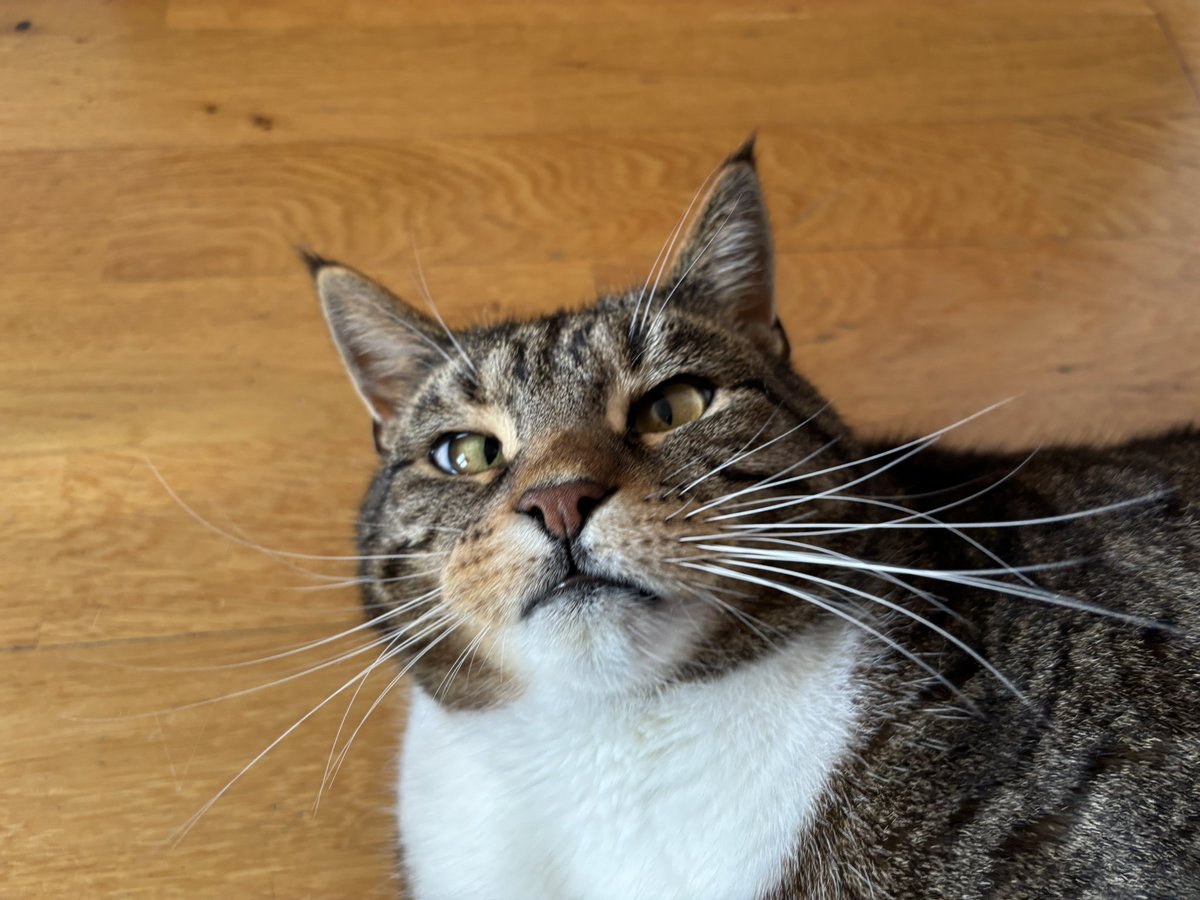 Tjena på er! Hur är läget denna söndag? #dagensmiffo visar sig från sin bästa sida 🤪