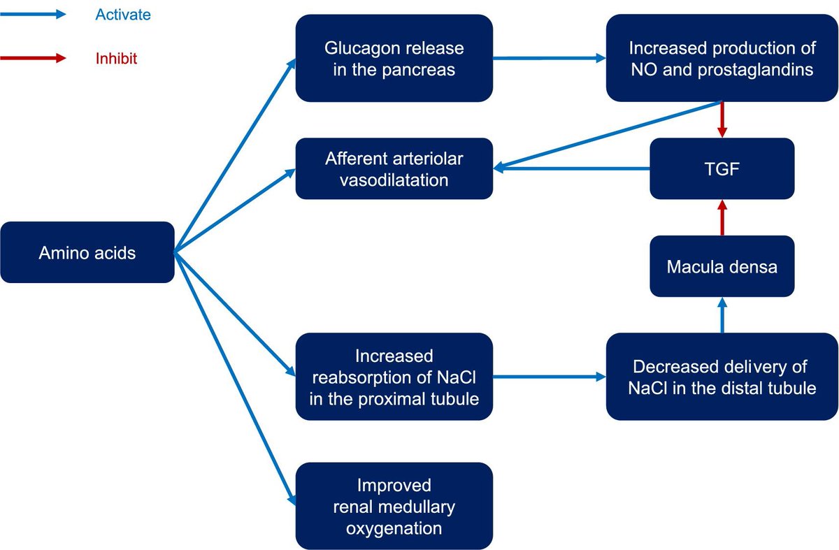 CritCareReviews's tweet image. Today&apos;s Paper of the Day is:

Intravenous amino acid for kidney protection: current understanding and future perspectives

criticalcarereviews.com/latest-evidenc…

Join us to read 1 paper per day and stay up-to-date as we cover the spectrum of critical care across 2025