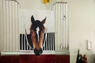 レッドディザイアといえばそう…
ウオッカが好きすぎていないと落ち着かないので馬房にウオッカの写真貼ったら落ち着いたエピソードですね…