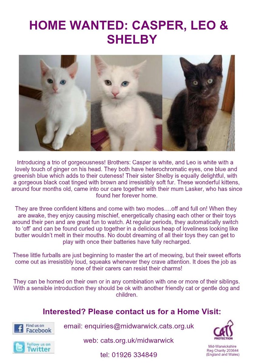 HOME WANTED: KITTENS, CASPER, LEO &amp; SHELBY.

All looking for their #foreverhome. 

#AdoptDontShop
