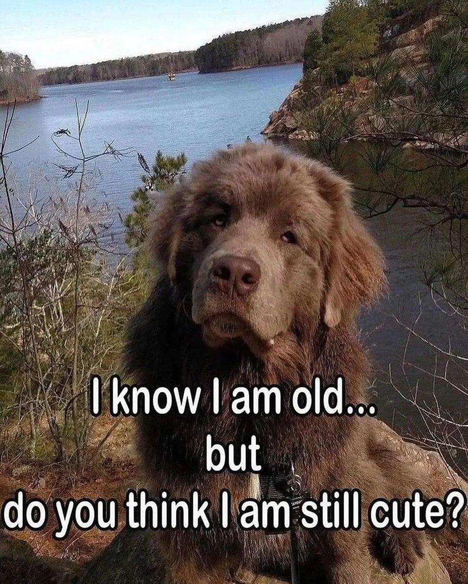 Beyond The Leash (@beyond_theleash) on Twitter photo 