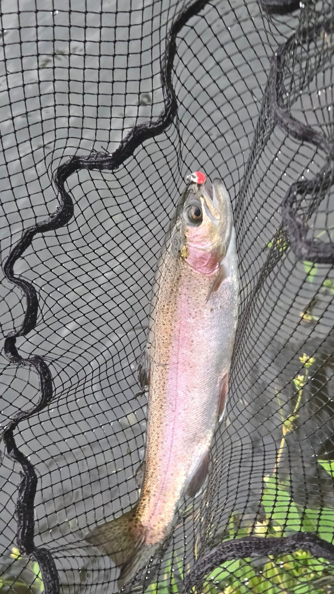 Nj9Thvje90UV783's tweet photo. 今日は蔵王FSさん🎣
3号池はプレミアムX0.7g、ボトムキラー0.4g、AVO0.2gで連発✨️
午後6号池でプレミアムX0.3gフォールでも連発🔥
そしてメーターオーバーのイトウ🐉‼️
ご協力ありがとうございました🙇‍♂️

#蔵王フォレストスプリングス #エリアトラウト #ネオスタイル #EMT #neoSTYLE #縦釣り https://t.co/tr5zNNUR77