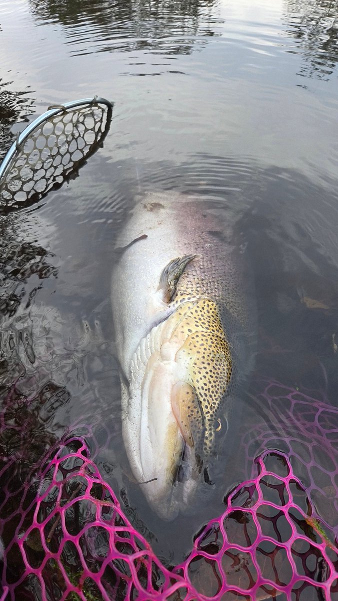 Nj9Thvje90UV783's tweet photo. 今日は蔵王FSさん🎣
3号池はプレミアムX0.7g、ボトムキラー0.4g、AVO0.2gで連発✨️
午後6号池でプレミアムX0.3gフォールでも連発🔥
そしてメーターオーバーのイトウ🐉‼️
ご協力ありがとうございました🙇‍♂️

#蔵王フォレストスプリングス #エリアトラウト #ネオスタイル #EMT #neoSTYLE #縦釣り https://t.co/tr5zNNUR77