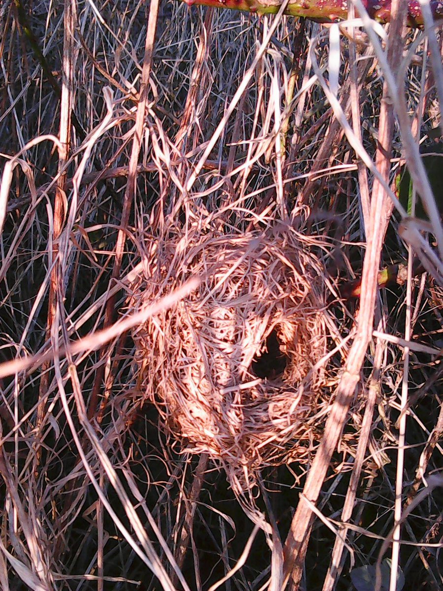 🌾 🐭Join the <a href="/Mammal_Society/">Mammal Society</a> #NationalHarvestMouseSurvey from Oct to Mar!

Help record nests and protect this species! No experience or specialist equipment is needed and anyone can get involved.

👉 Learn how to get involved: mammal.org.uk/current-resear…