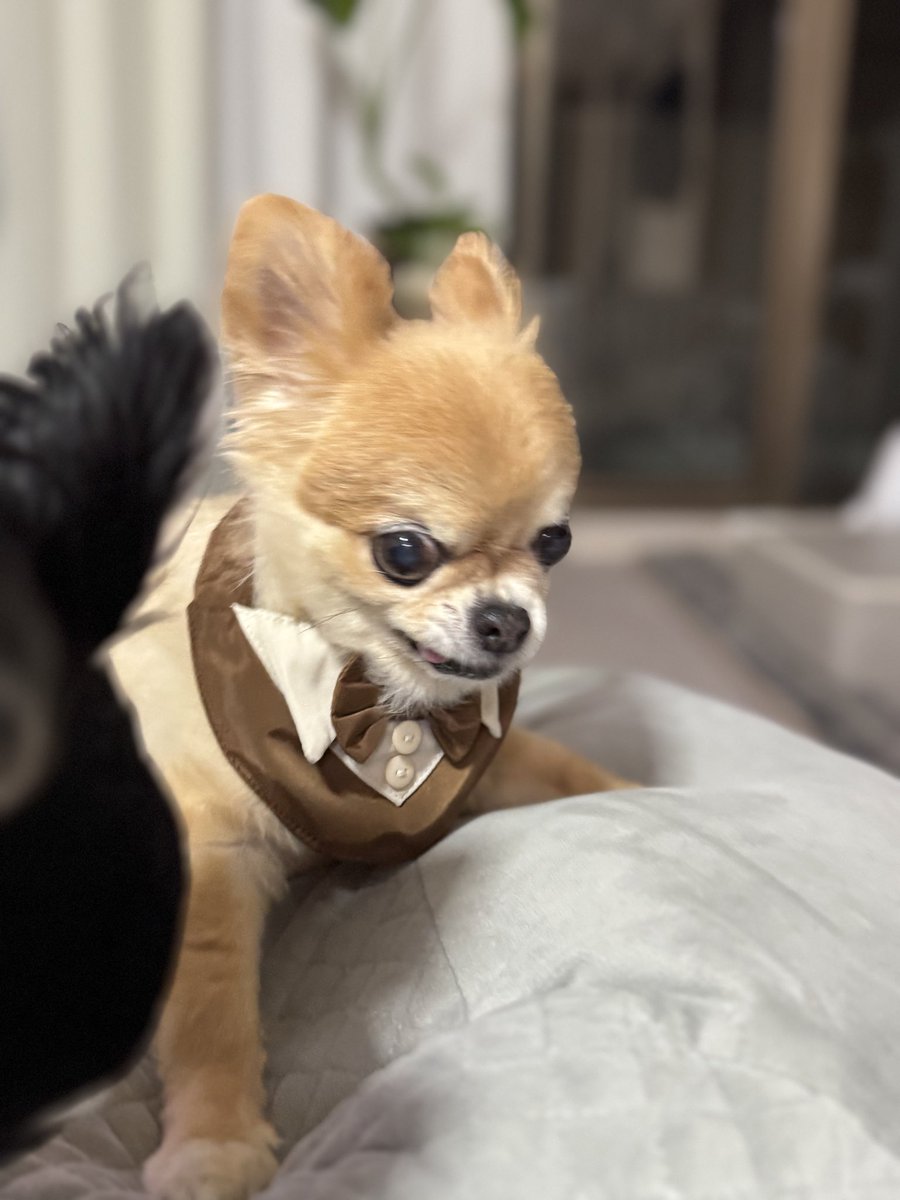 可愛い写真撮ろうとしたら、勇ましくなった