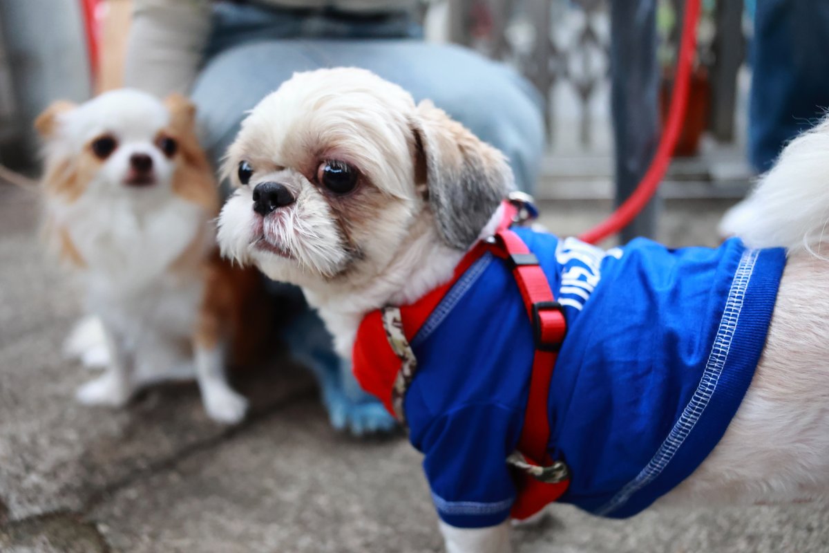 kaopapa0317's tweet image. 今日のワンコ　０１

EOS R6
RF28mm F2.8 STM
RF50mm F1.8 STM

#お写んぽ
#ワンコ
