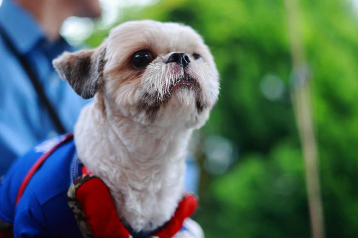 kaopapa0317's tweet image. 今日のワンコ　０１

EOS R6
RF28mm F2.8 STM
RF50mm F1.8 STM

#お写んぽ
#ワンコ