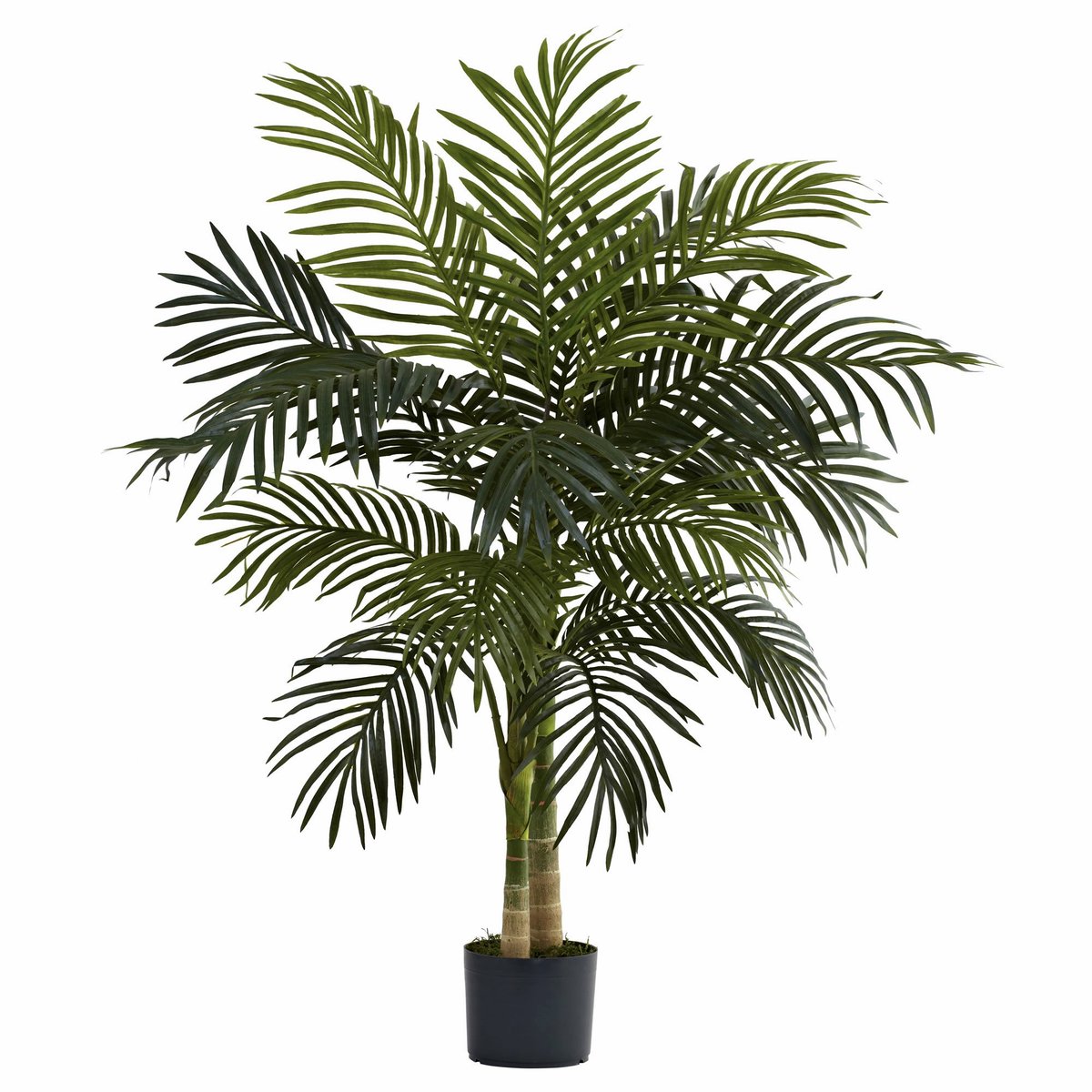 Nearly Natural 5357 4ft. Golden Cane Palm Tree,Green

 Rating ⭐ : 4.5
 Check Amazon price &gt;&gt; 🔗 : amzn.to/41eMHOV