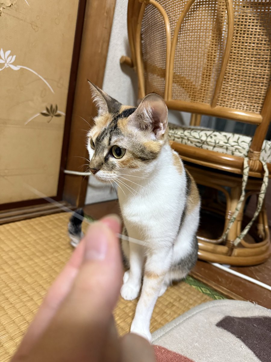 ぷーたのお髭ゲット〜って写真撮ったらぼやけてしまったやつ🤨