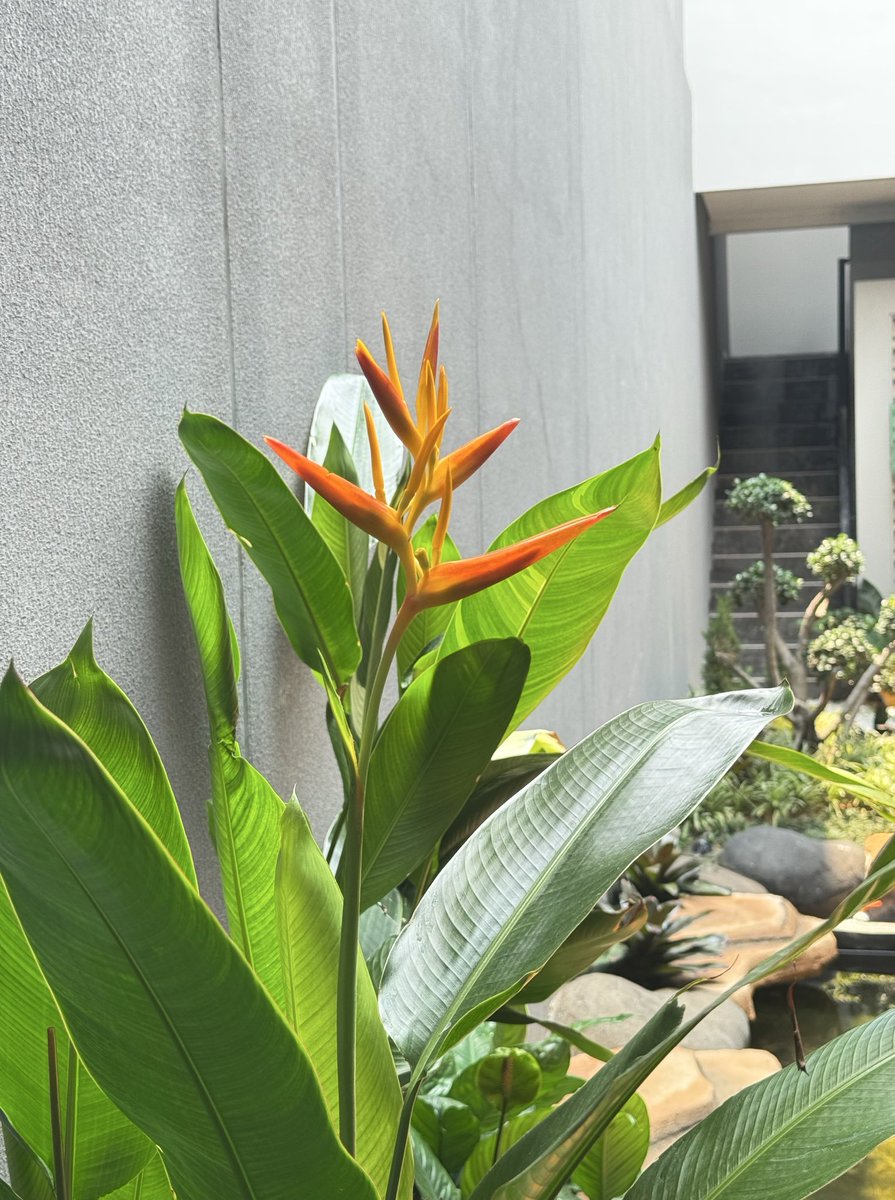 exo took so long to comeback, my plants start kokoboping