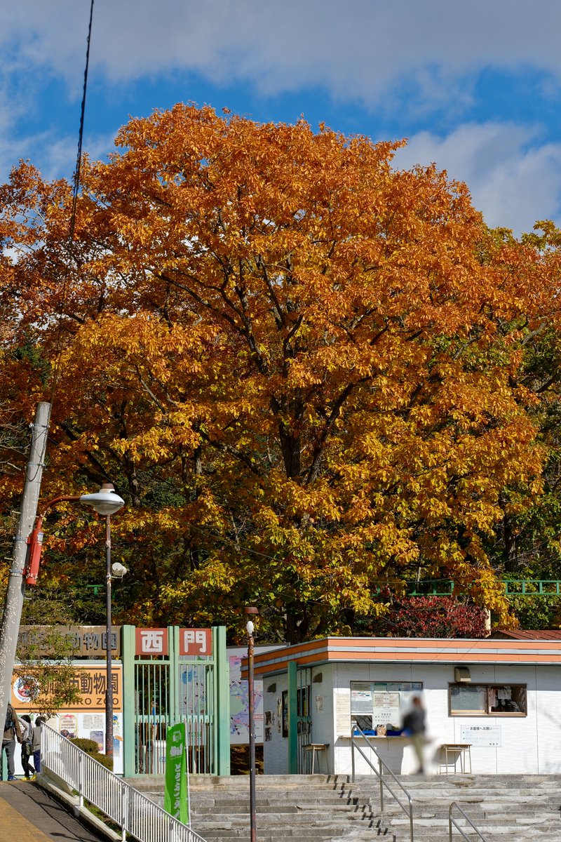 ☆こさる☆ on X: 