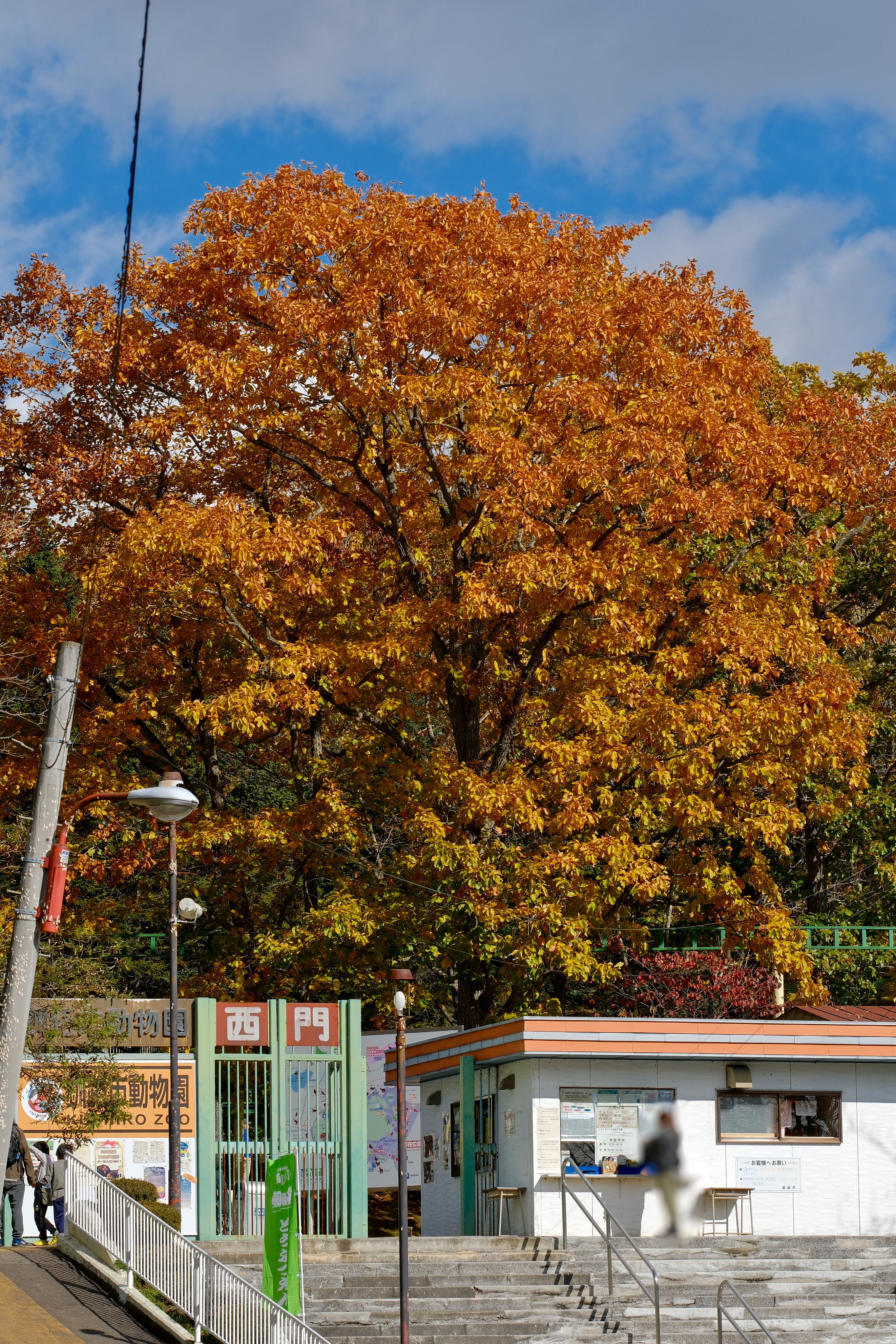 北の蝦夷　黄色く紅葉する　ミズナラ　大苗　1メートル50センチ　大小セット 楽天市場】ミズナラ 単木 2m 露地 苗木 : トオヤマグリーン