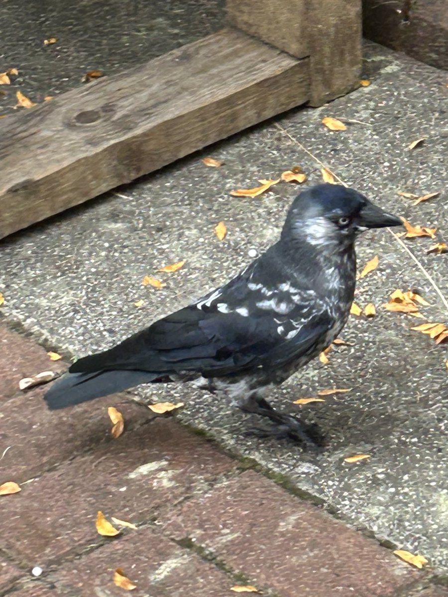 Dara Fitzpatrick tweet media