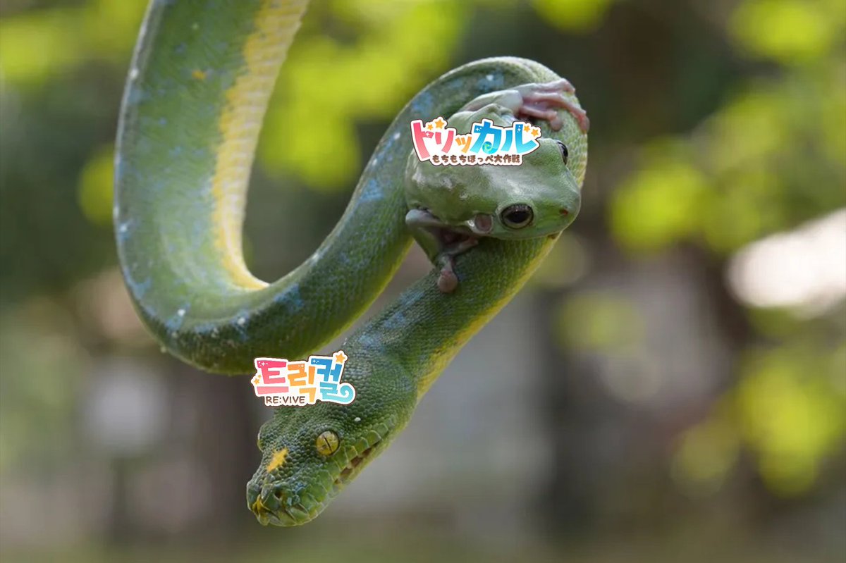 훈훈한 한일동맹...