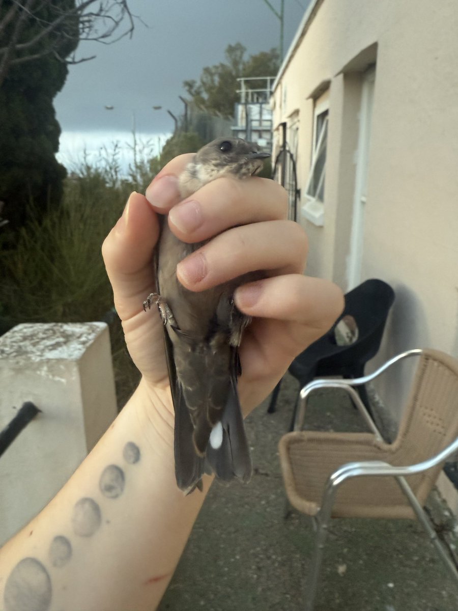AshmanMrmatt's tweet photo. Day3 @gonhsgib 253 birds processed under licence.
Blackcap129
Black redstart43
Robin34
Sardinian W10
Greenfinch8
Songthrush7
Chiffchaff6
Redstart3
Stonechat3
Swallow3
Garden W2
Bluetit2
Willow W1
Serin1
Cragmartin1 https://t.co/StLdKfSU6q
