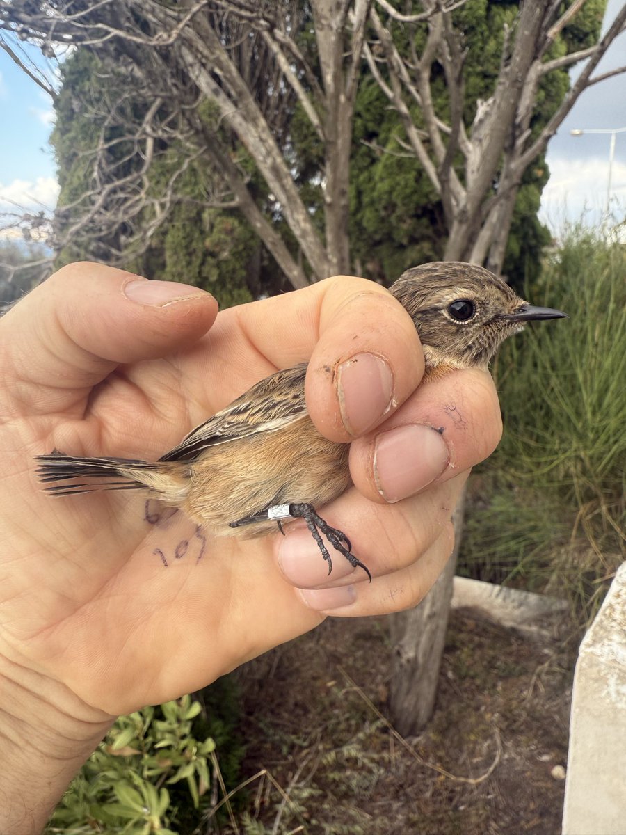 AshmanMrmatt's tweet photo. Day3 @gonhsgib 253 birds processed under licence.
Blackcap129
Black redstart43
Robin34
Sardinian W10
Greenfinch8
Songthrush7
Chiffchaff6
Redstart3
Stonechat3
Swallow3
Garden W2
Bluetit2
Willow W1
Serin1
Cragmartin1 https://t.co/StLdKfSU6q