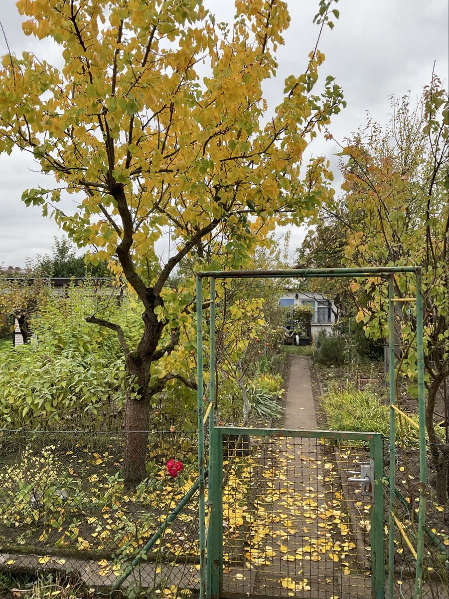 Herbst im Kleingarten