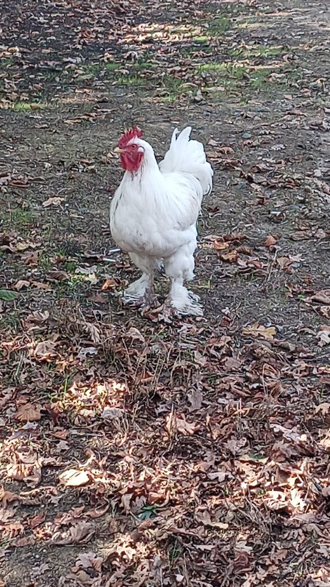 Benim kümesin kralı