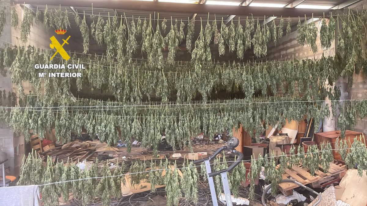 Narcoalmacén con 90 kilos de marihuana entre paredes de hormigón en un municipio de Castellón