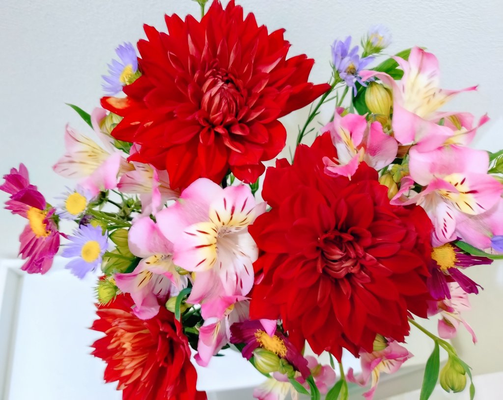 sawahomi's tweet photo. ミラフローラからお花が届きました☺️
ダリアの名前が「熱唱」お色にぴったりかも
紫のアスターが差し色になっていて素敵✨
おすすめしてもらった本好きの🌈も読み始めちゃったので、まだまだ廃人生活は続く…
お花屋さんはダリアや秋バラでいっぱいなんだろーな… https://t.co/ZxQ2v39upc