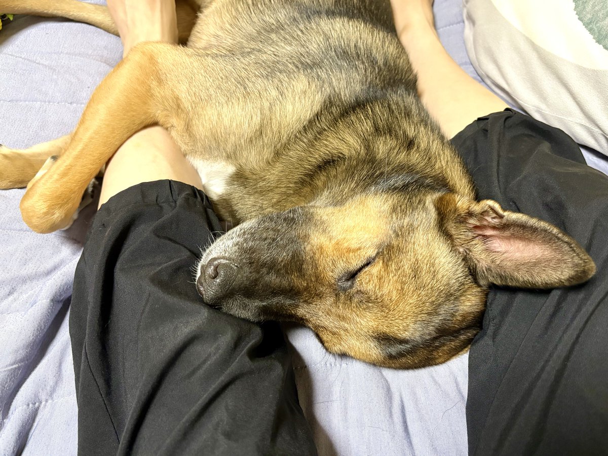 幼少期(6kg)の頃からずっと私の足の間で寝ていたので、現在(19kg)でも足の間に体をねじ込んでくる。そして布団もしっかりかけてほしいらしい。しかも寝言がうるさい。