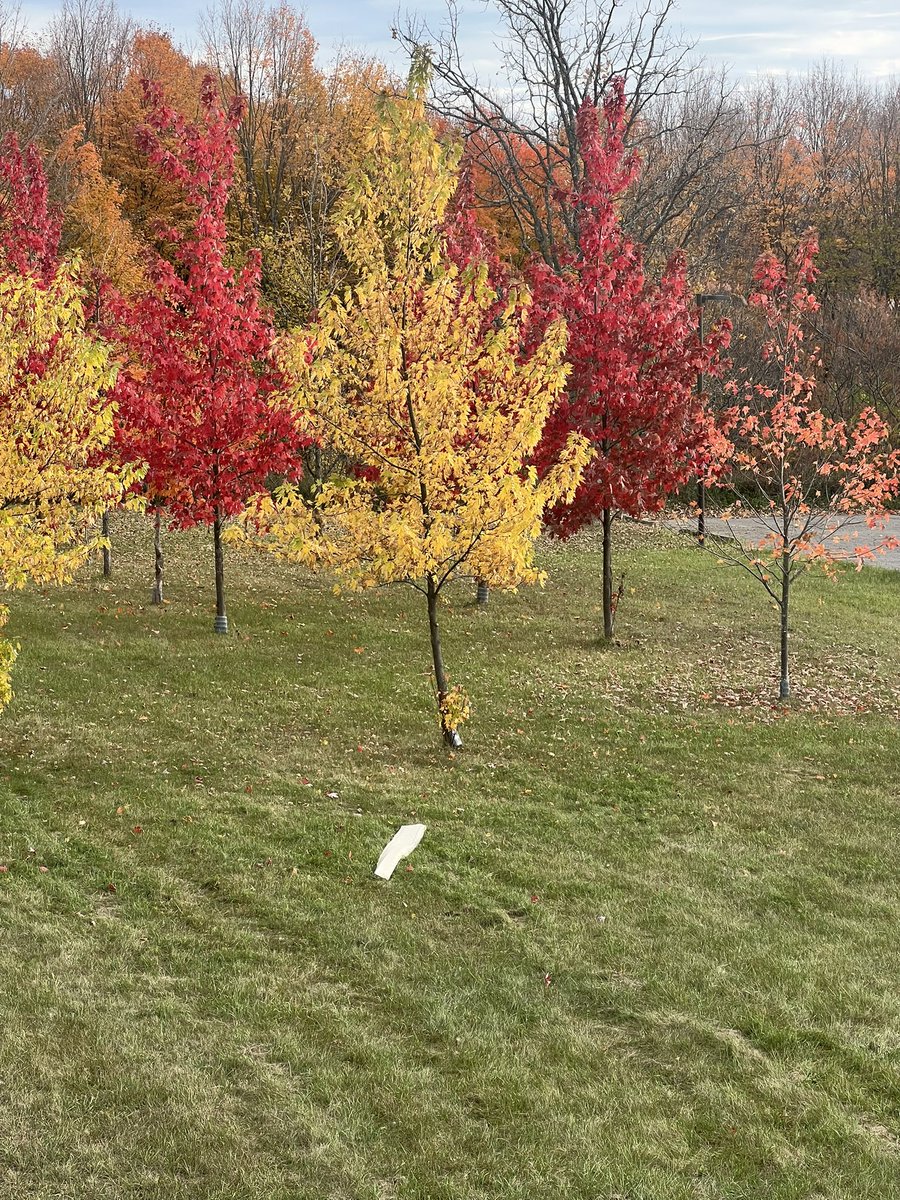 Eli_ElChantiry's tweet photo. It’s a beautiful day for a walk in the village of #Carp — the fall colours are stunning, the air is fresh, and I’m reminded once again how much I love where we live. 🍂❤️#Ward5ott https://t.co/Rphz4zSdge
