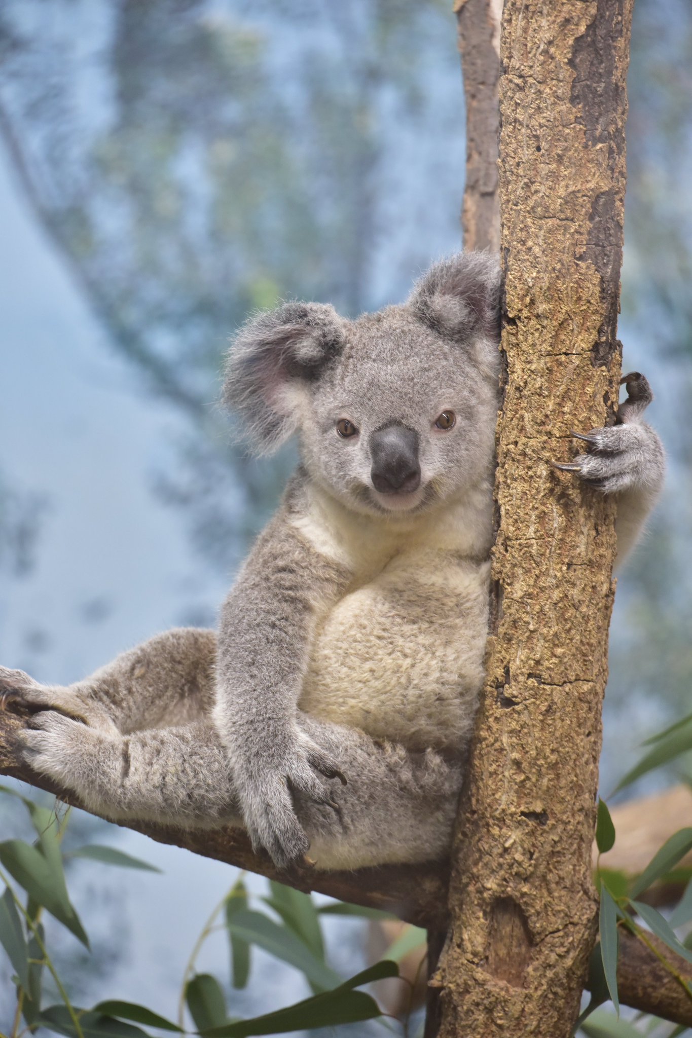 コアラ 杏子 on X: 