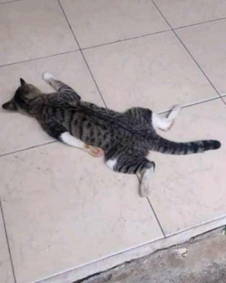 2advancedarts's tweet image. Please somebody manifest some luck for me, I haven&apos;t gotten any art commissions or decent offers to work on a indie game or something for a soundtrack.